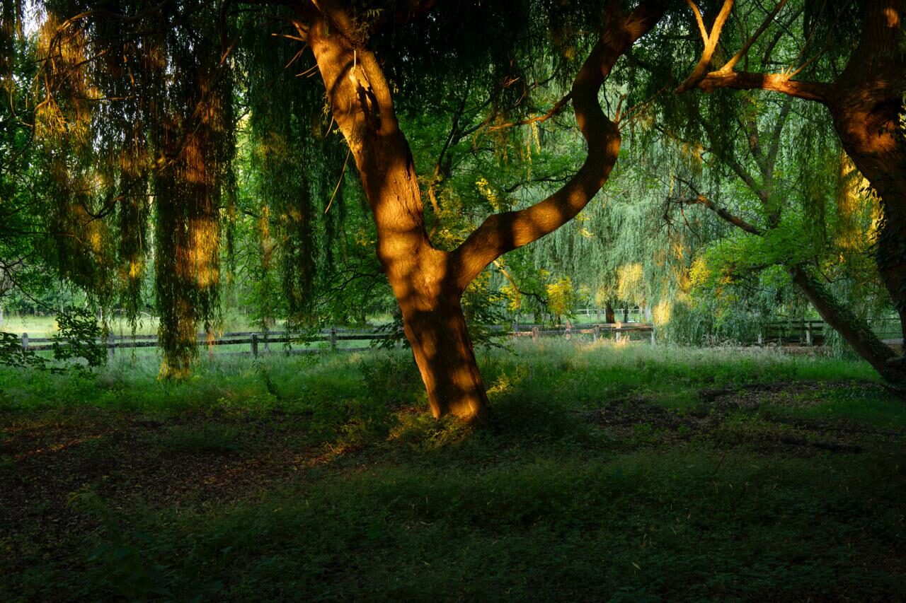 Domaine de la Nèle — the park, pond and old trees