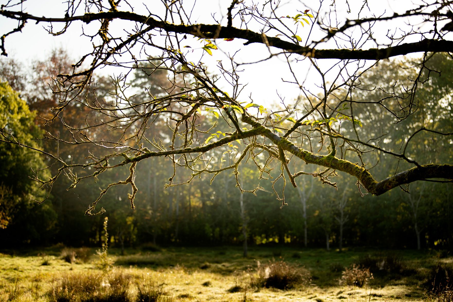 Domaine de la Nèle — morning mist among the trees at the edge of the park