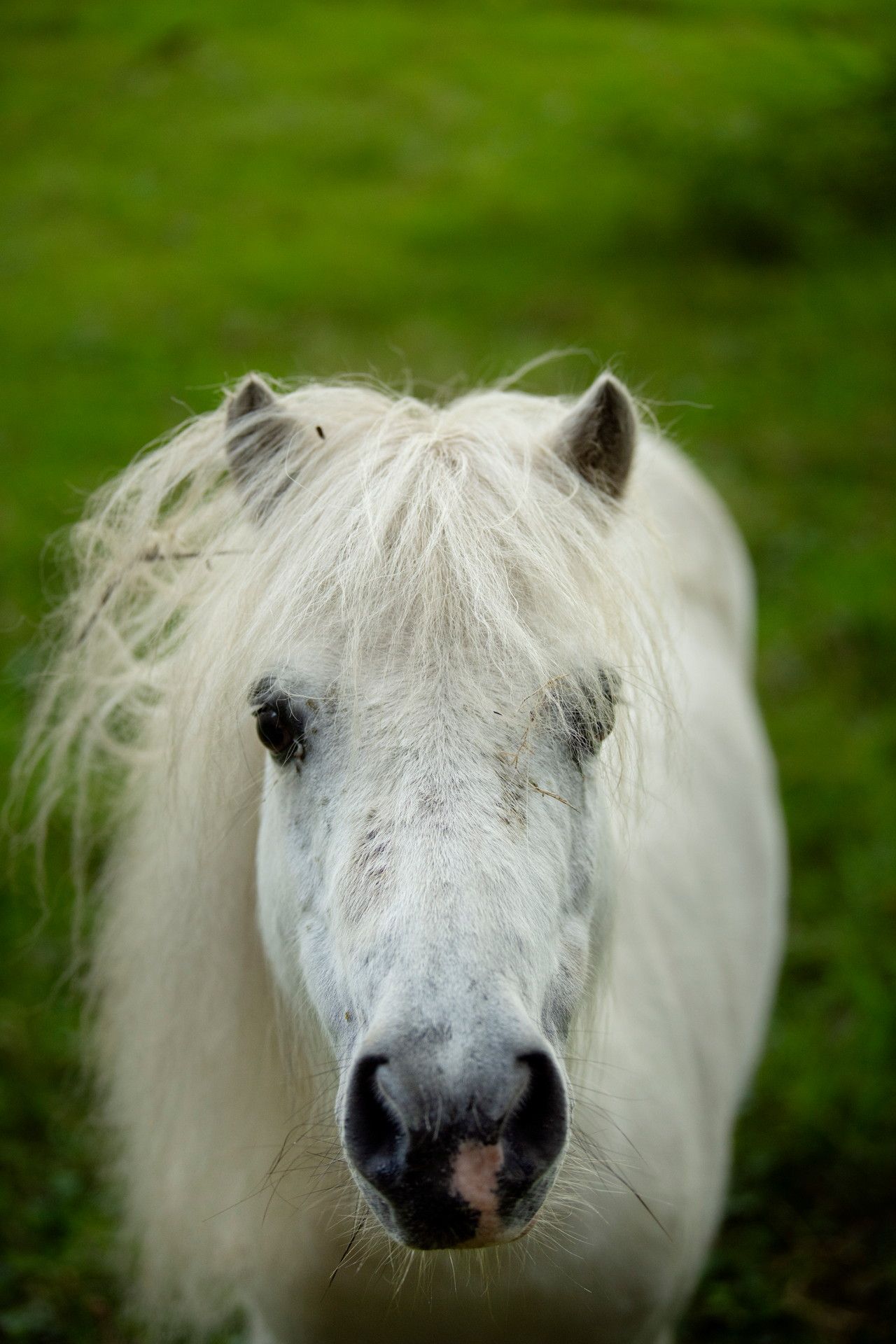 Domaine de la Nèle — a white pony in the estate meadow